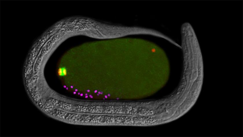 The center image shows a large female oocyte that was recently fertilized. Although many sperm are present (Magenta) only one sperm is allowed to enter the cell (Red, upper right). In response to sperm entry, the female chromosomes (Red, left) finish separating in meiosis I, via a fibrous microtubule spindle structure (Green). After a second meiotic division and many mitotic cell divisions, this fertilized cell will develop into a young worm (as shown) in about 12 hours.