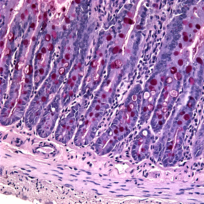 Mouse Duodenum (PAS) a microscopic image of a cross section of the cells in a mouse duodenum, taken with a light microscope