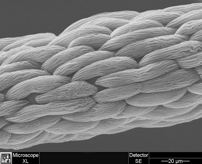 Plant Filament 3D image of a plant filament, taken with a scanning electron microscope