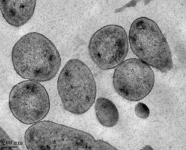 Bacteria in Cross Section a cross section of bacteria cells, taken with a transmission electron microscope