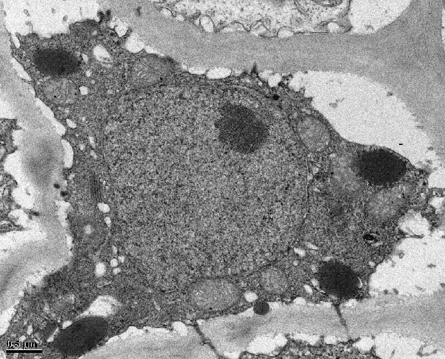 Plant Cell with Organelles and Thick Cell Wall microscopic image of a plant cell with visible organelles and a thick cell wall, taken with a transmission electron microscope