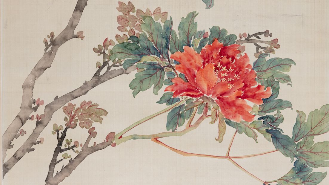 Peonies in bloom image