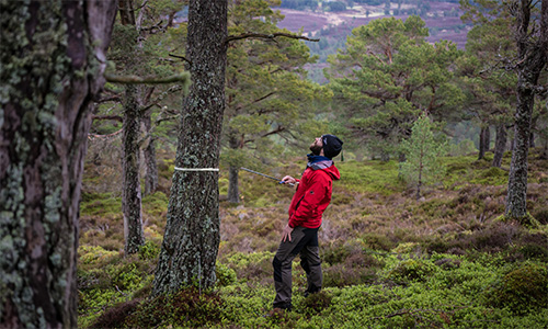 Augustana assistant professor Greg King measuring the circumference of a large tree in a forest.