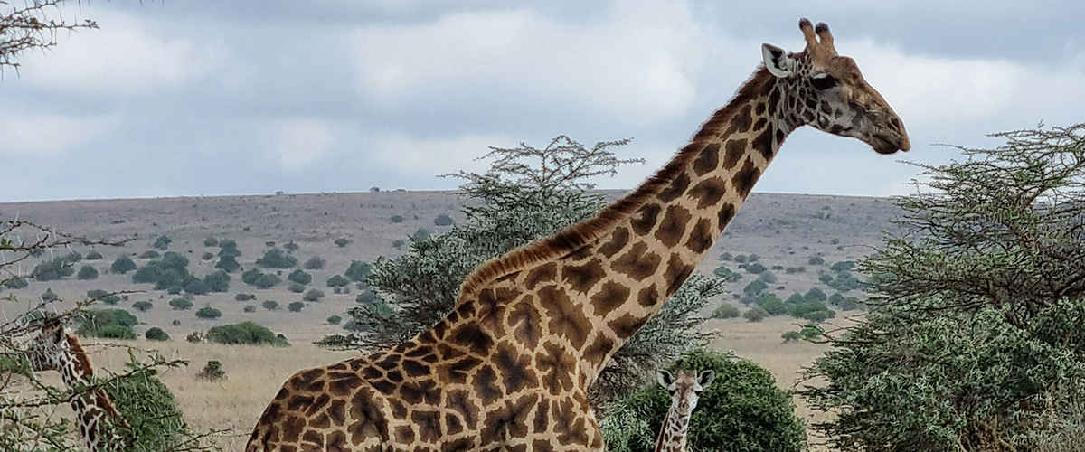 Three giraffes on the African safari.