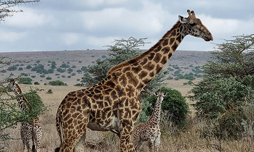 Three giraffes on the African safari.