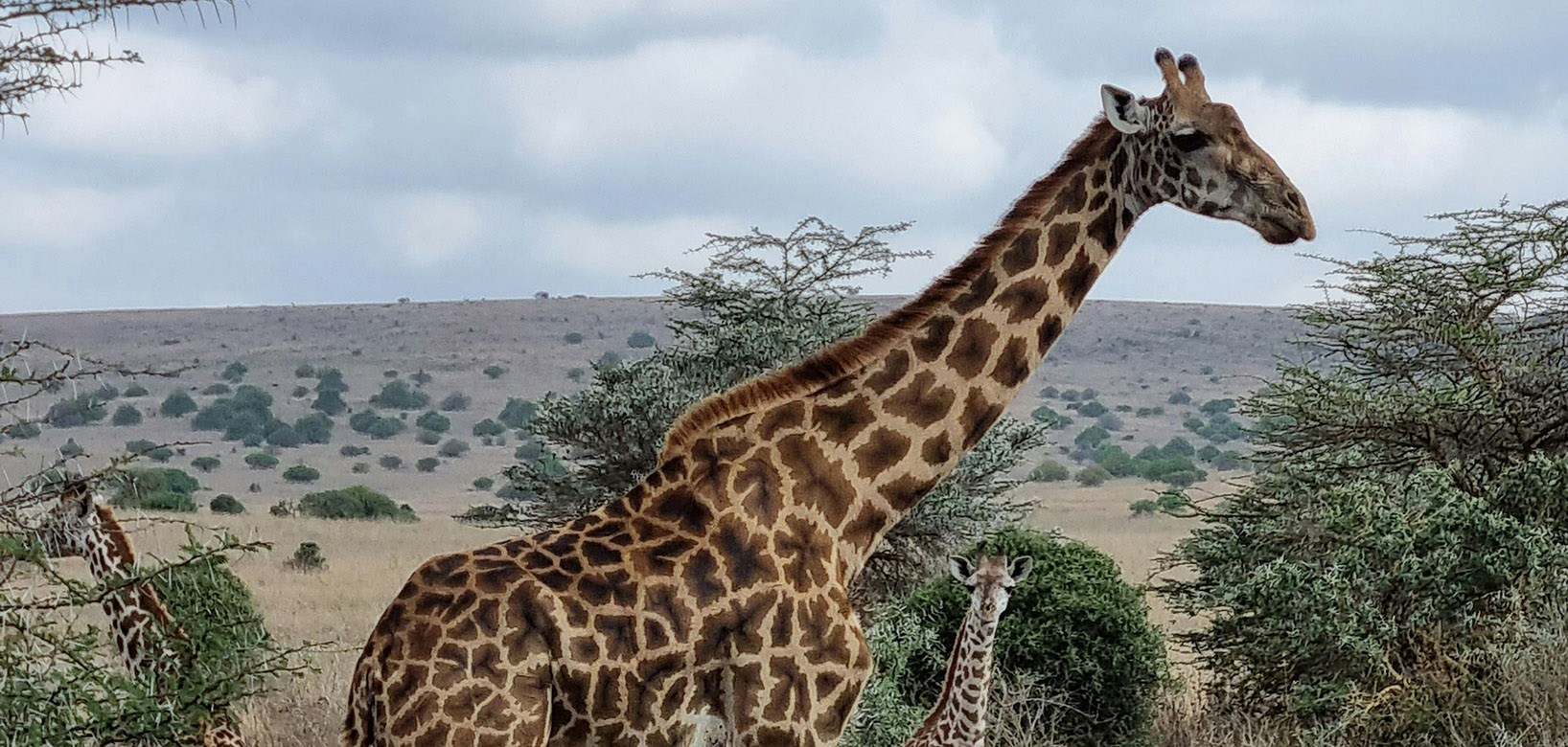 Giraffes on the safari