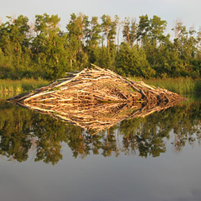 Photo of a beaver house reflected in still water