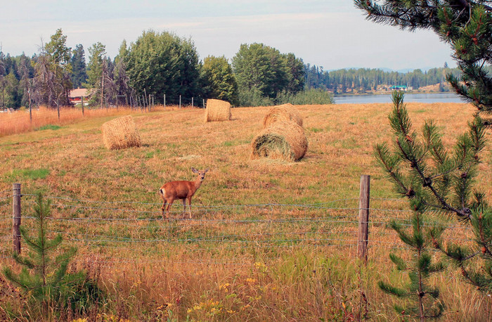 Deer standing in a field with hay bales