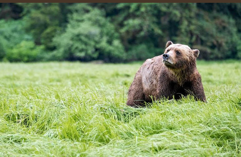 bear in a field