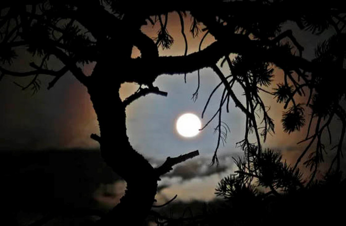 trees communicate hours before a solar eclipse