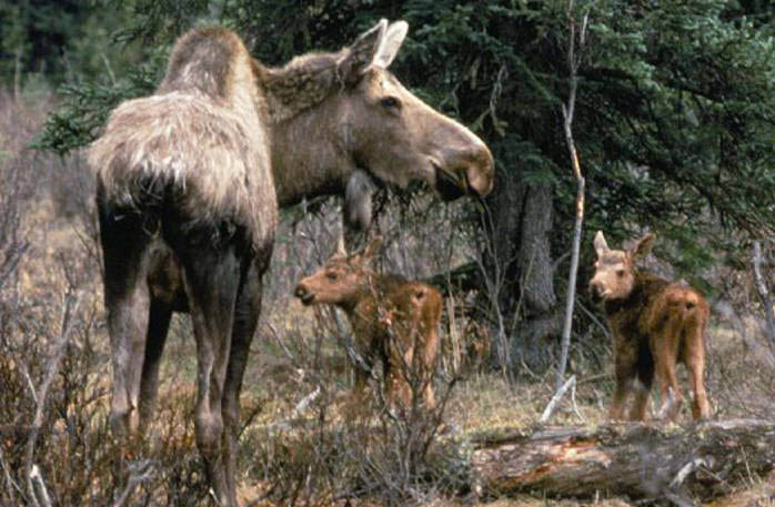 Moose and a calf
