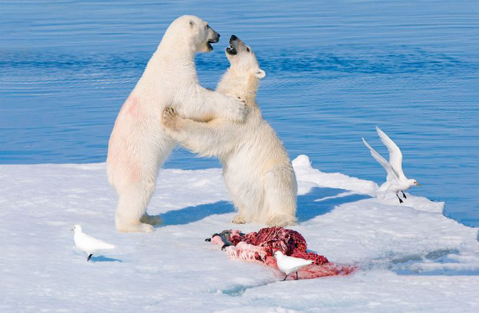 polarbears