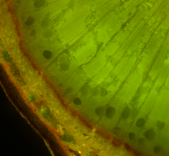 Elm (Fluorescence) a microscopic image of an fluorescent elm cross section, taken with a light microscope