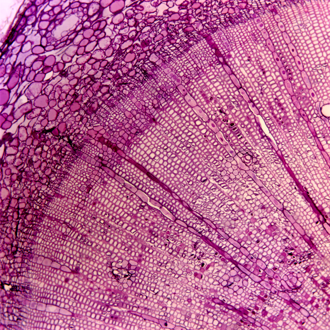 Spruce (PAS) a cross section of spruce cells, taken with a light microscope