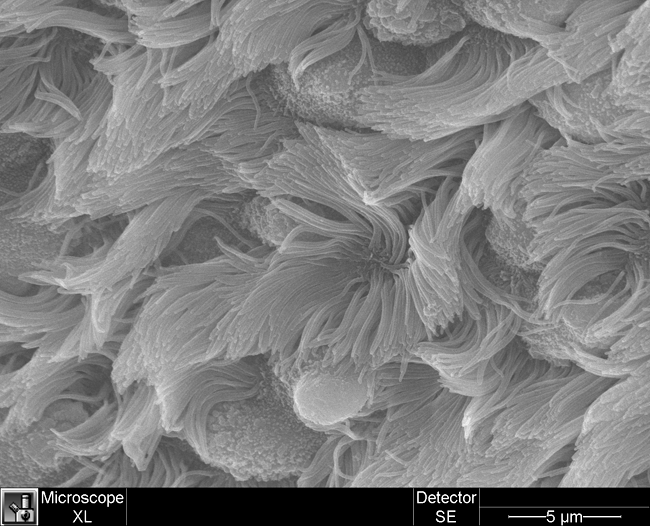 Ciliated Respiratory Epithelium (low mag) a low-magnification image of cliliated respiratory epithelium in lungs, taken with a scanning electron microscope