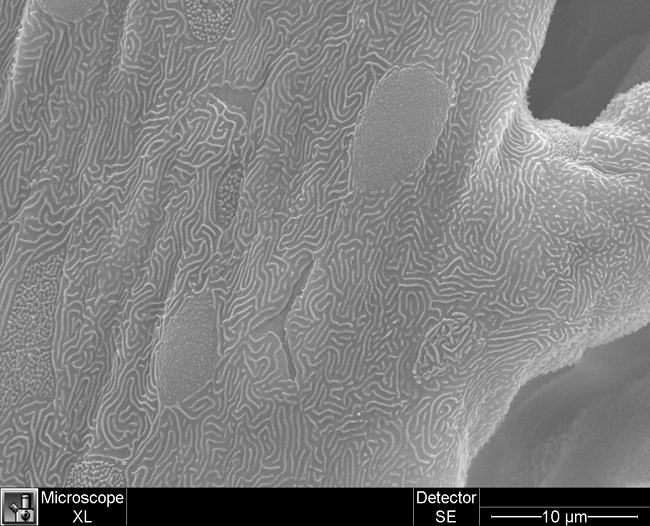 Fish Gill Surface the surface of a fish gill, taken with a scanning electron microscope