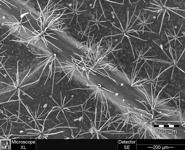 Leaf Surface with Trichromes the surface of a leaf with visible trichromes, taken with a scanning electron microscope