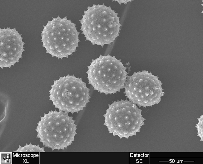Pollen Grains 3D image of pollen grains, taken with a scanning electron microscope