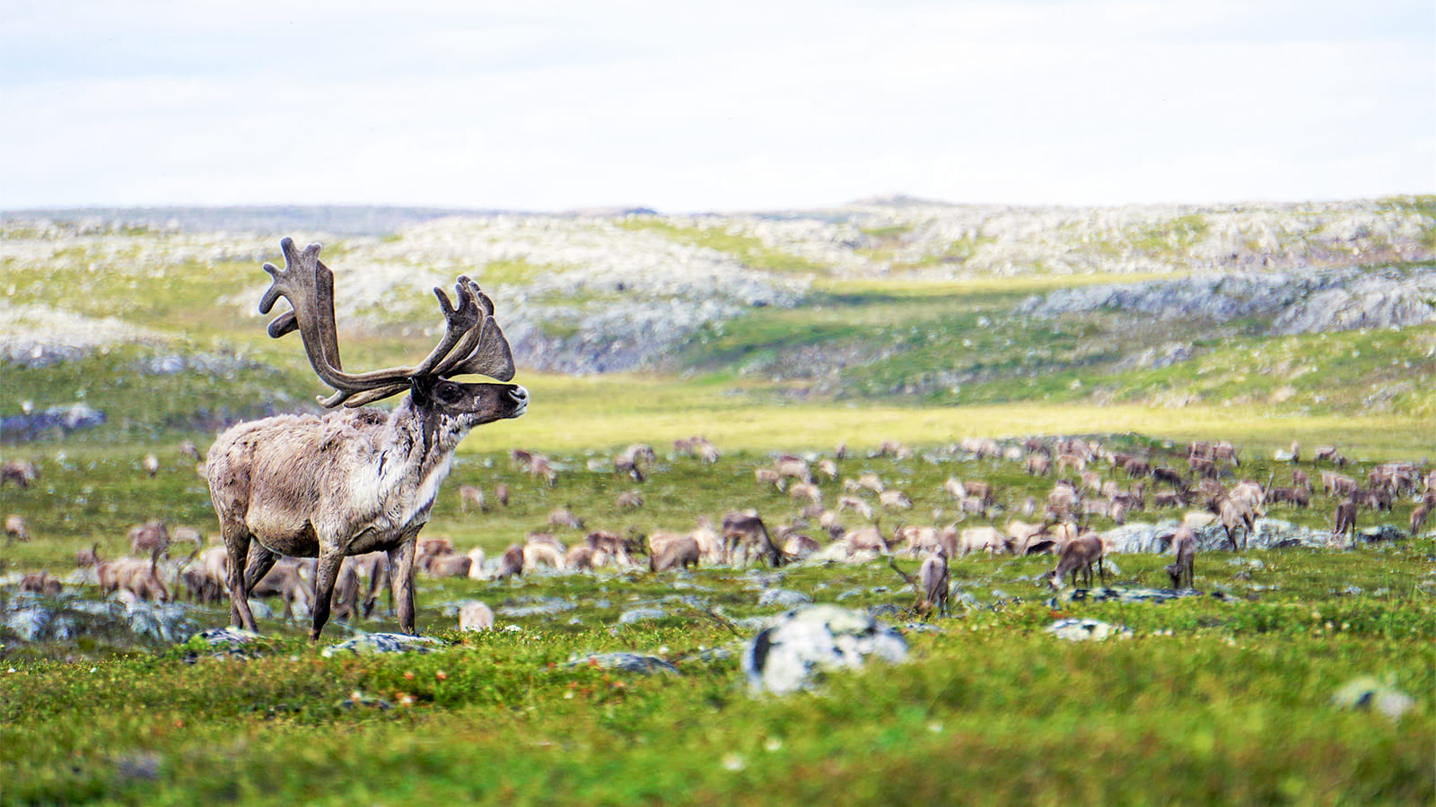 Researchers from Inuit and Tłı̨chǫ communities in Northern Canada will explore how traditional food sources are being affected by climate change, with support from U of A public health researchers. (Photo: Tłı̨chǫ Cultural Commons Digital Archives)