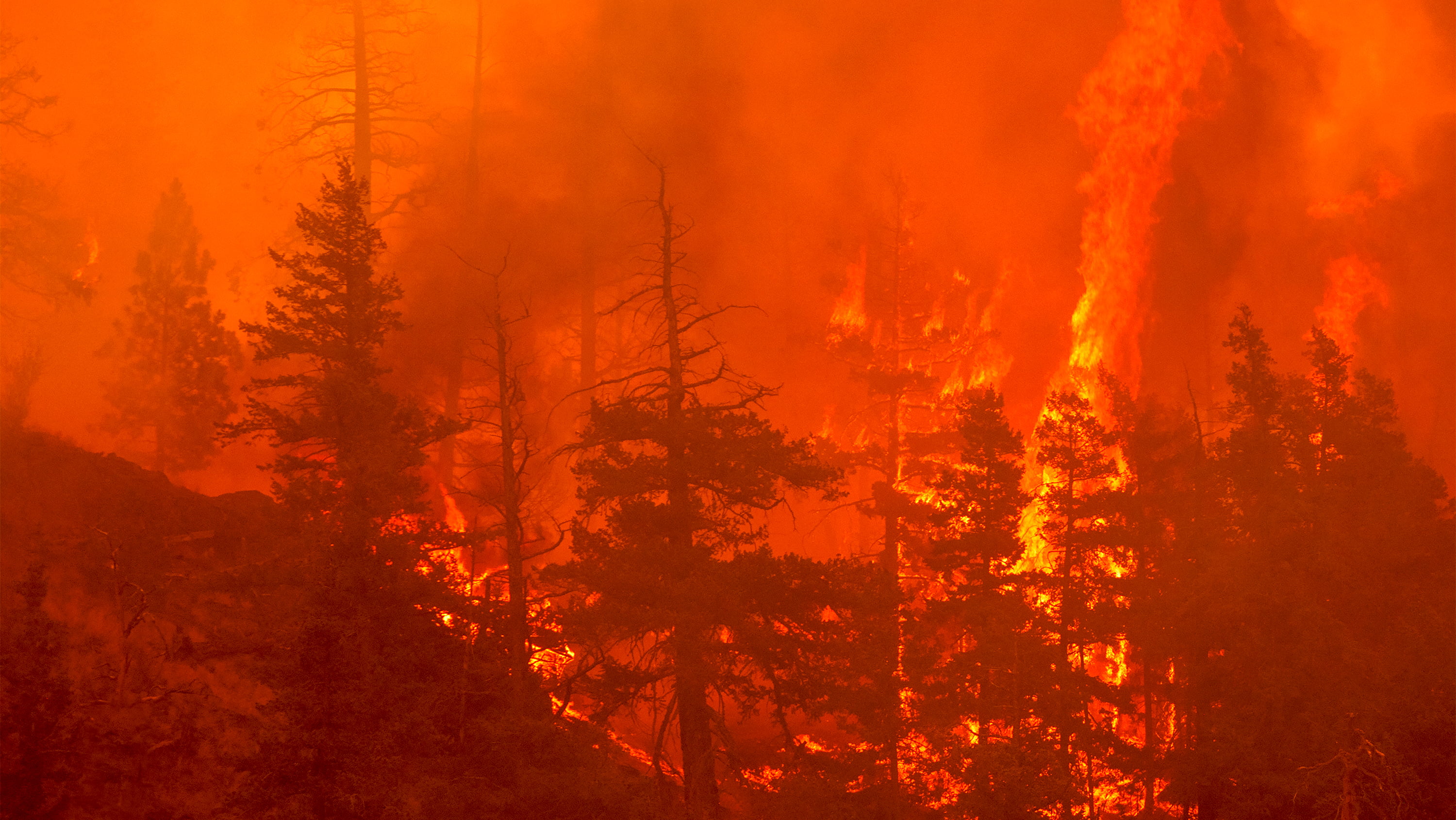 A blazing forest fire. (Photo: Getty Images)