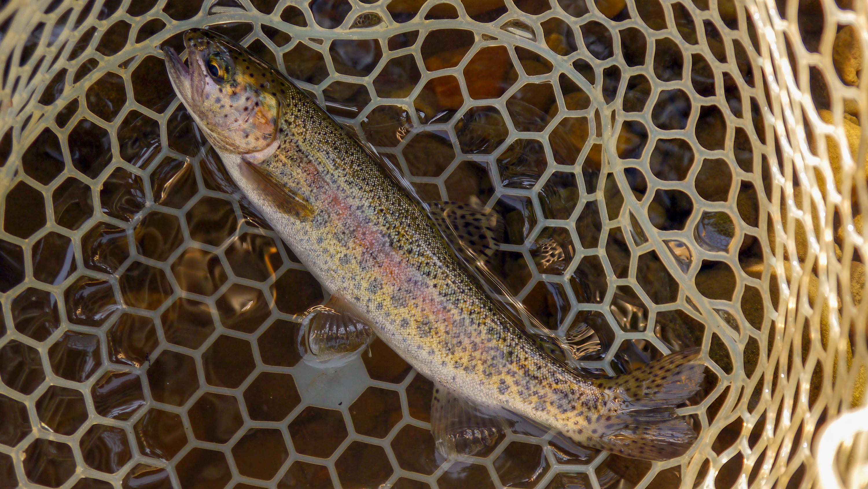 A rainbow trout in a net. (Photo: Getty Images)