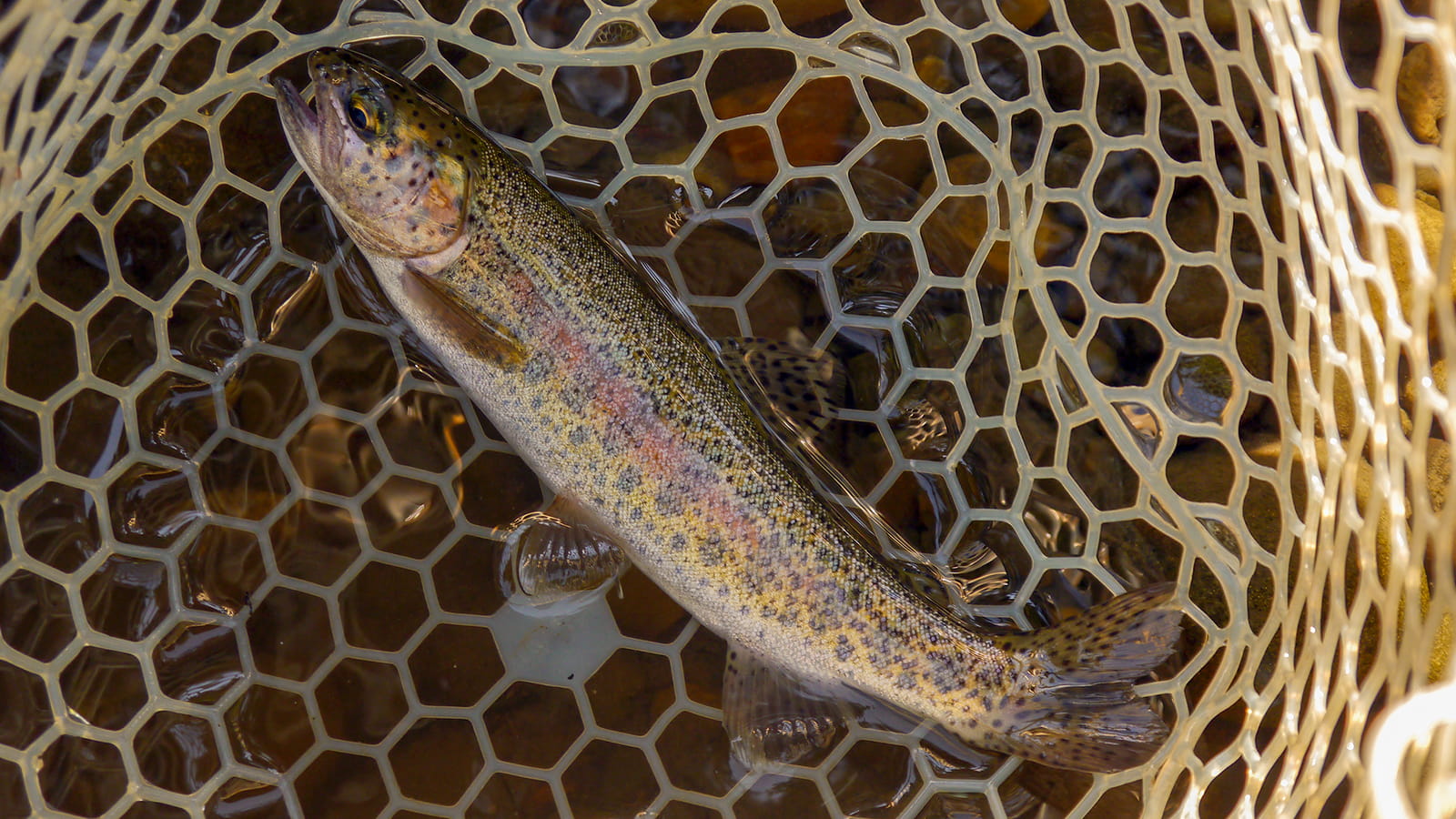 A U of A research team is taking a lead role in efforts to stop the spread of the parasite that causes whirling disease, a new threat to the endangered Athabasca rainbow trout. (Photo: Wikimedia Commons, CC-BY-SA-4.0)