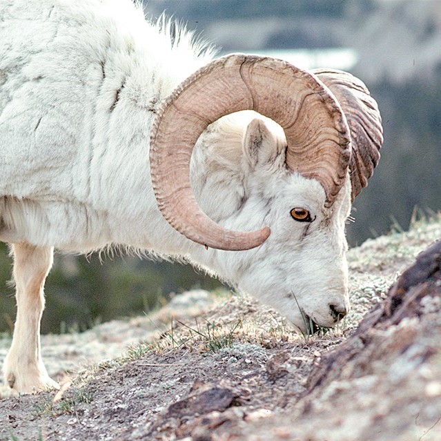 Image cannot be displayed