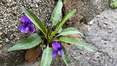 weed growing through sidewalk