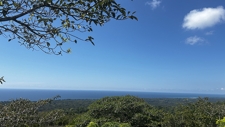 Rainforest and ocean view