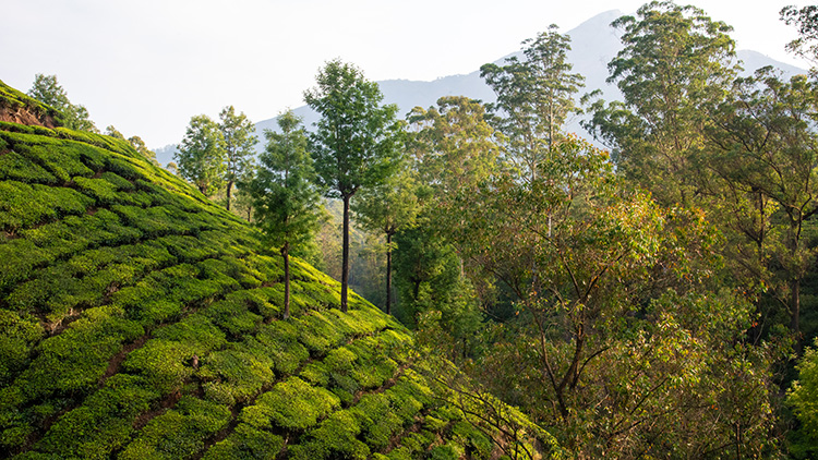 Tea plantation