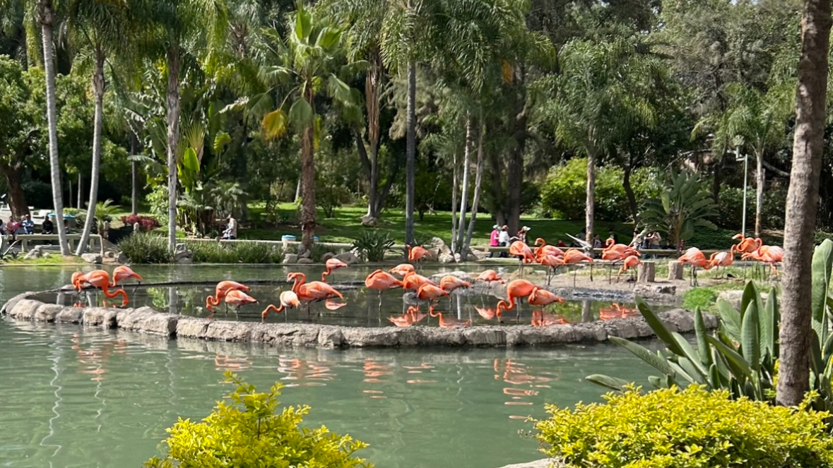 Guadalajara Zoo