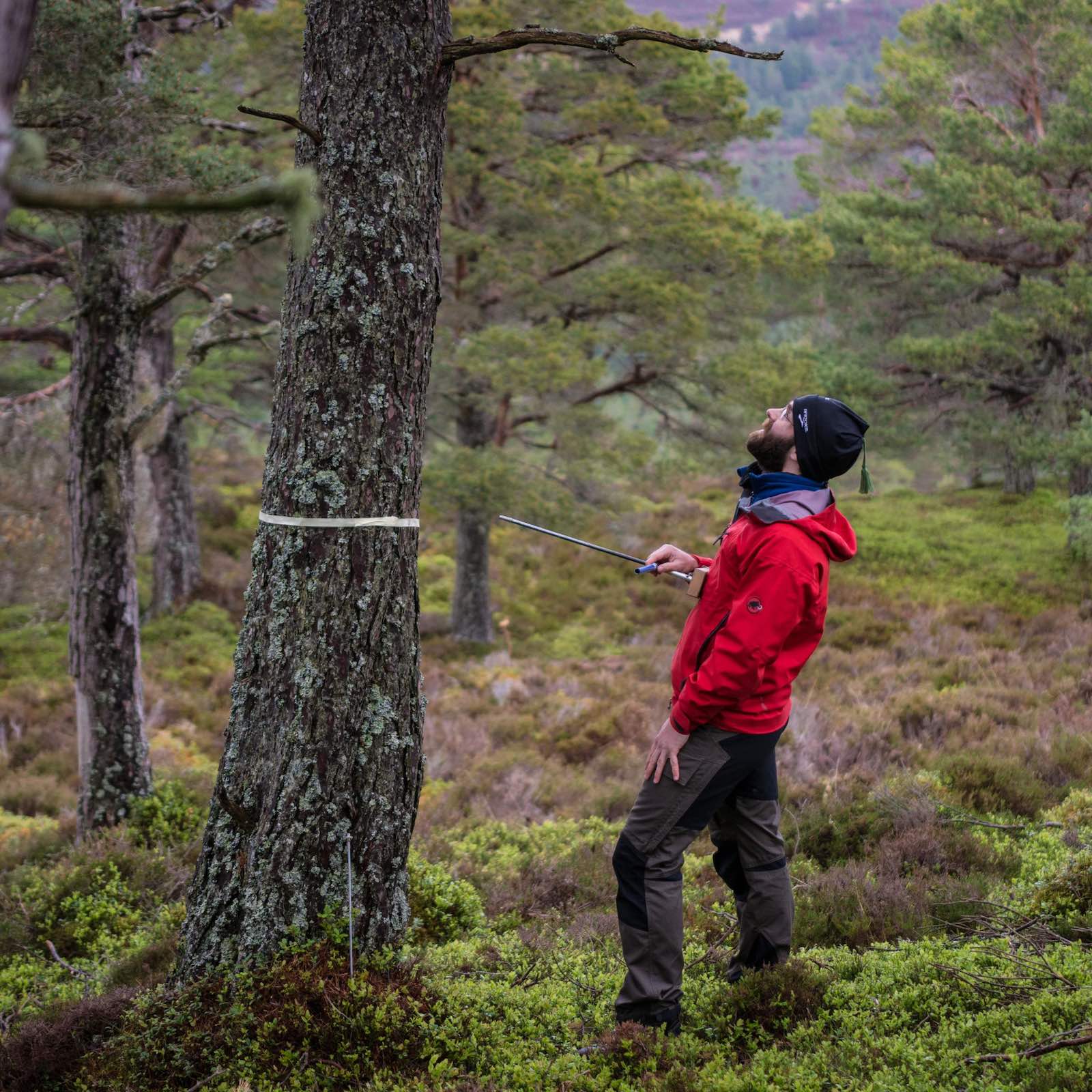 Greg King looking up at a tree in a forest