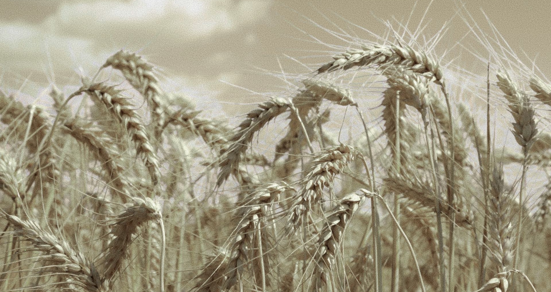 Wheat stalks in old-fashioned sepia