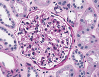 Kidney Cells