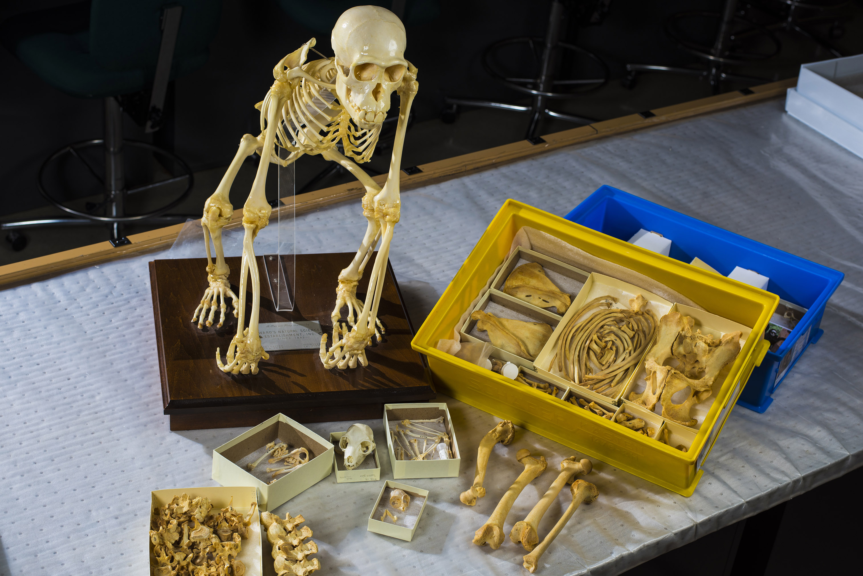 small skeleton resting on its knuckles, with multiple types of bone specimens displayed in boxes on a table.