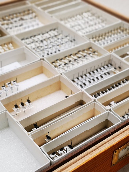 Boxes of pinned beetle specimens.