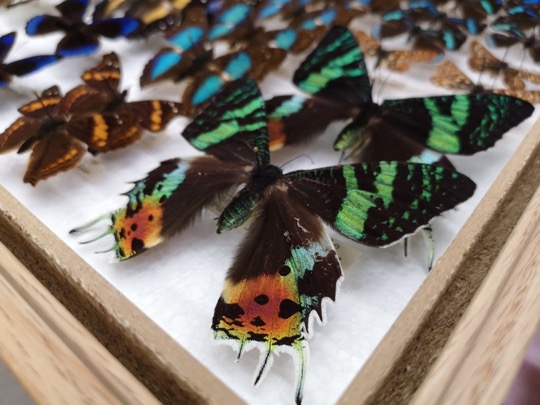 A pinned blue and green textured butterfly