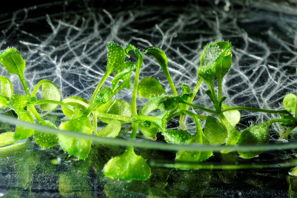 Science blooms with Arabidopsis