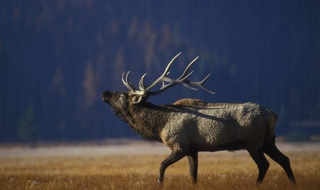 Elk bull in the foreground of a clearing in an Alberta forest