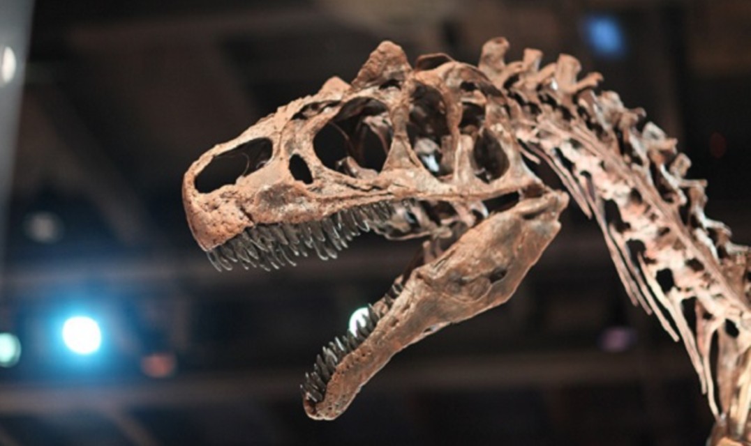 A side profile of a skull and neck of a young Tyrannosaurus Rex