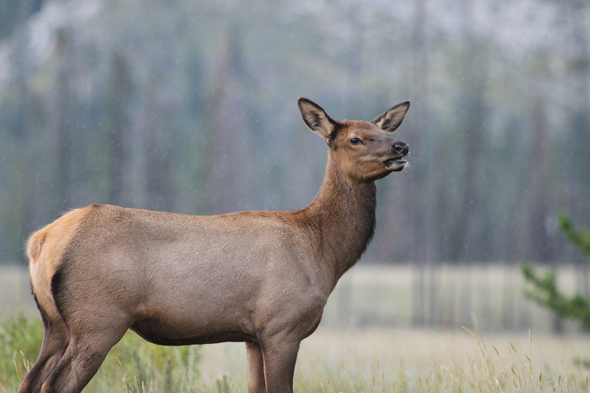 Female elk adapt their behaviour to avoid hunters as they get older, new UAlberta research reveals.