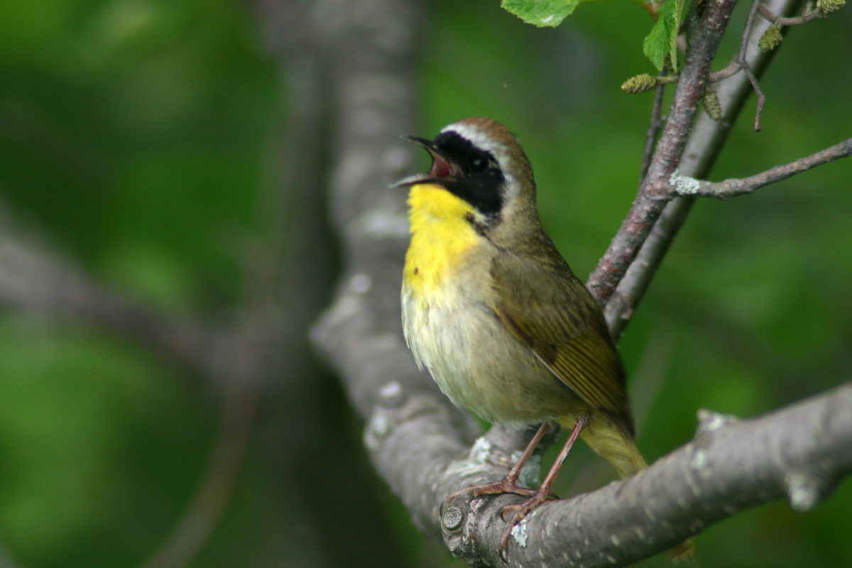 Common Yellowthroat singing on an alder branch