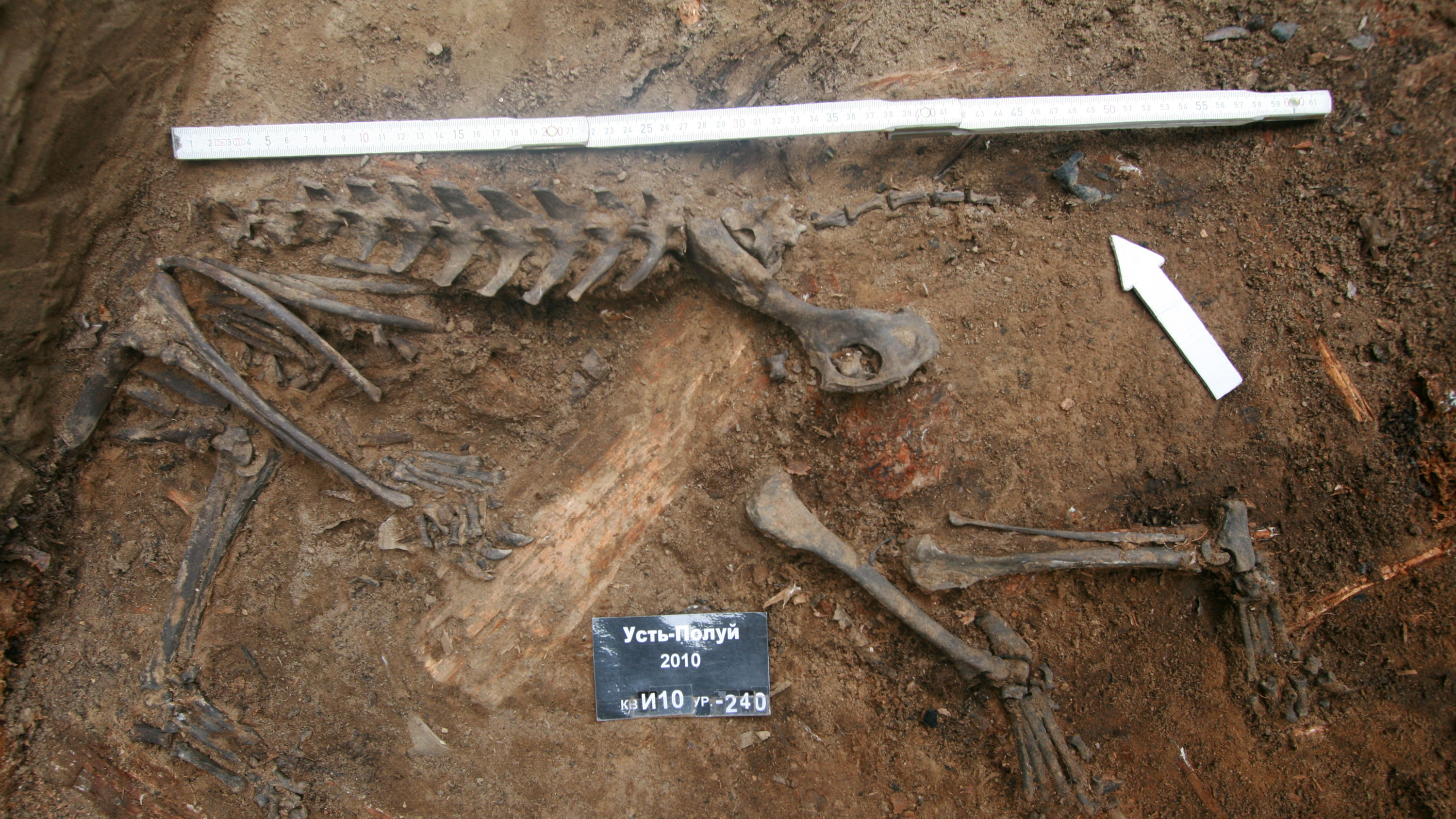 Skeleton fragments unearthed from an archaeological dig.