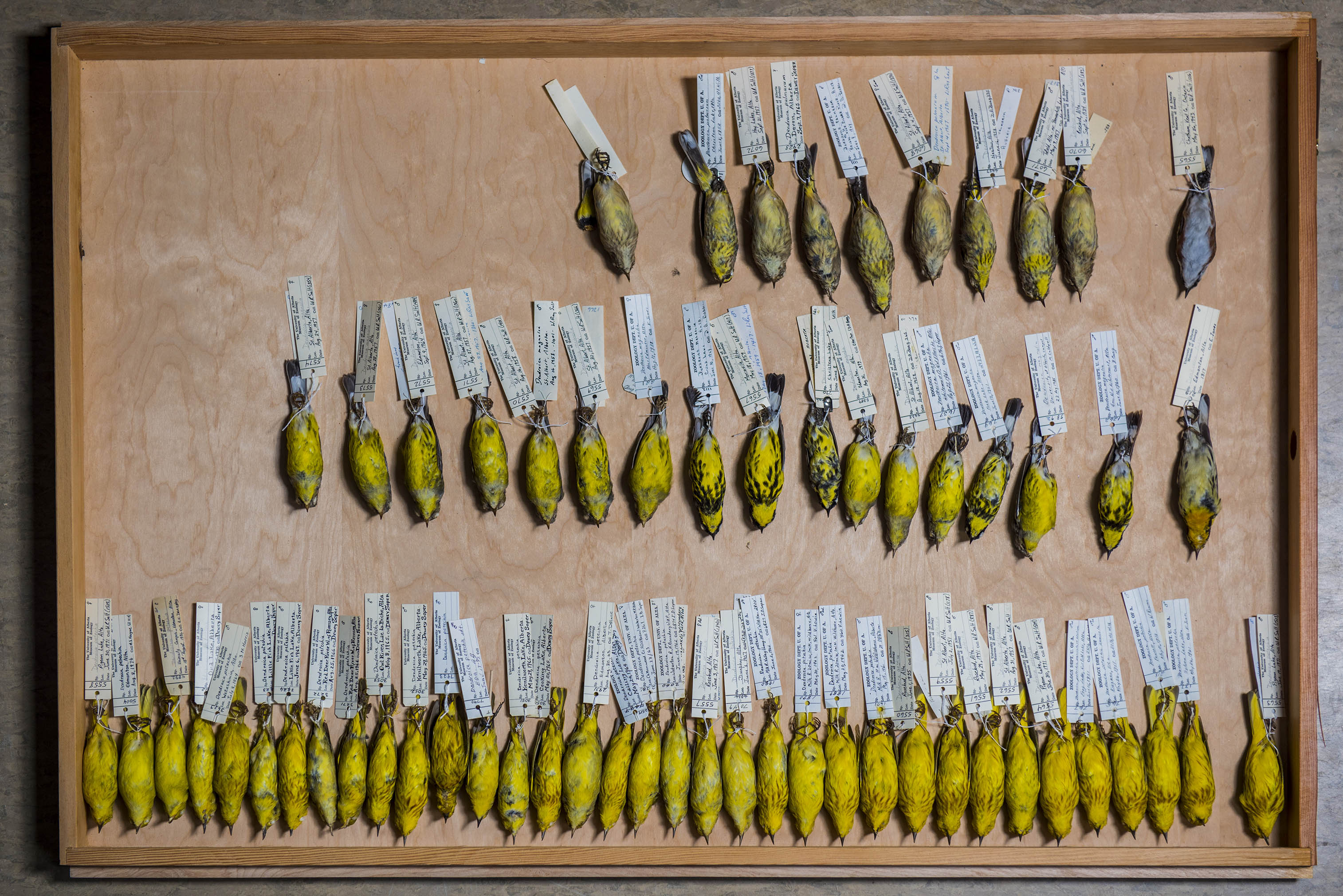 ornithology08_webres144_specimens8.jpg